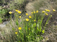 Doronicum plantagineum