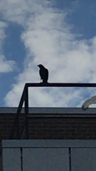 Corvus brachyrhynchos