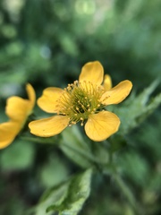 Geum macrophyllum macrophyllum