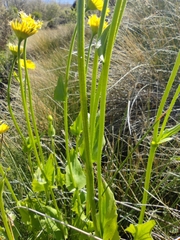 Doronicum plantagineum