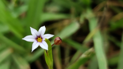 Sisyrinchium exile iNat (2)