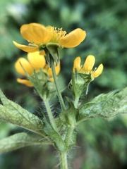 Geum macrophyllum macrophyllum
