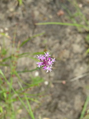 Polygala incarnata