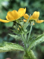 Geum macrophyllum macrophyllum