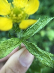 Geum macrophyllum macrophyllum