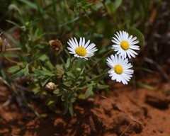 Aphanostephus skirrhobasis kidderi