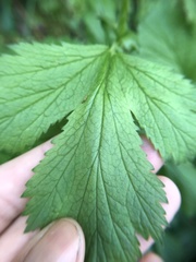 Geum macrophyllum macrophyllum