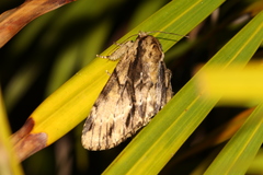 Shaka atrovittatus