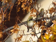 Spinus barbatus