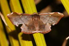 Fascellina chromataria