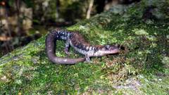 Plethodon ouachitae