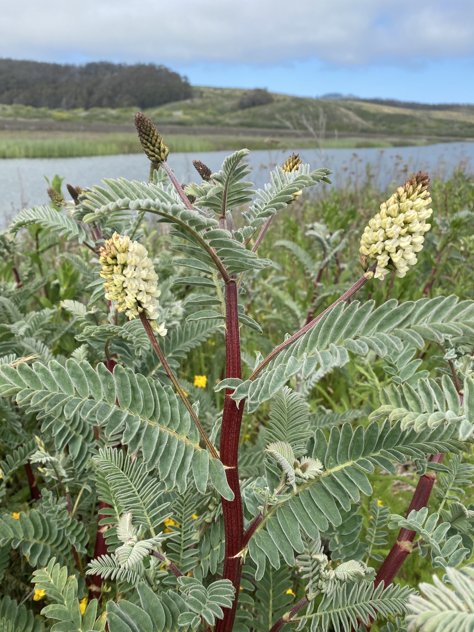 Astragalus pycnostachyus var. pycnostachyus