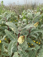 Astragalus pycnostachyus pycnostachyus