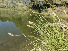 Carex paniculata paniculata
