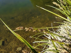 Carex paniculata paniculata