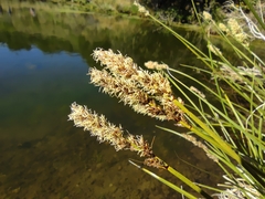 Carex paniculata paniculata