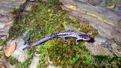 Plethodon caddoensis