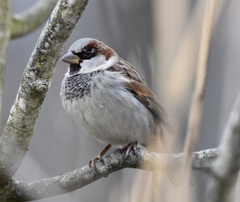Passer domesticus