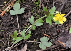 Ranunculus hispidus hispidus