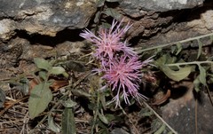 Centaurea raphanina mixta