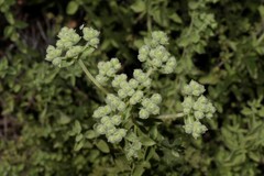Origanum onites