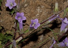 Campanula lyrata