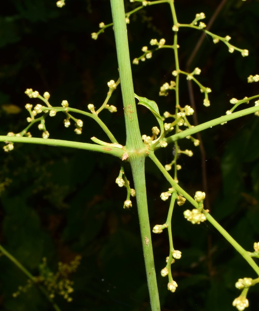Iresine interrupta