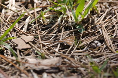 Argyrostrotis quadrifilaris