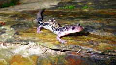 Plethodon caddoensis