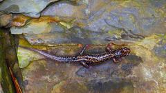 Plethodon caddoensis