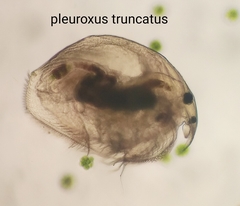 Pleuroxus truncatus
