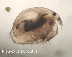 Pleuroxus truncatus