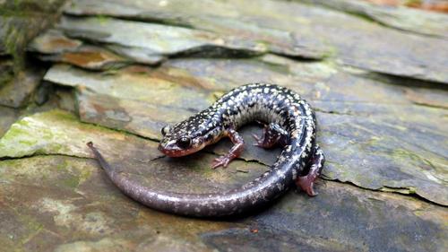 Caddo Mountain Salamander