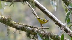 Pteruthius melanotis