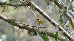 Pteruthius melanotis