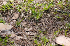 Argyrostrotis quadrifilaris