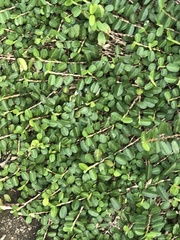 Magnoliopsida