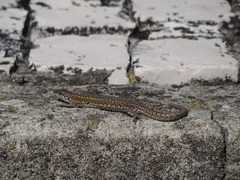 Podarcis carbonelli carbonelli