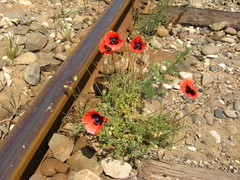 Papaver arenarium