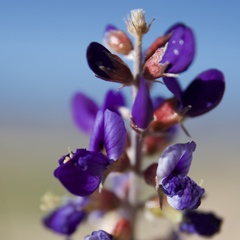 Psorothamnus arborescens minutifolius