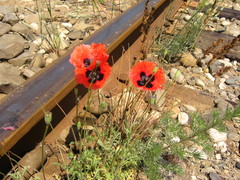 Papaver arenarium