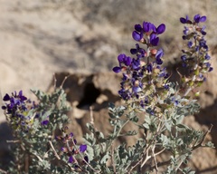 Psorothamnus arborescens minutifolius