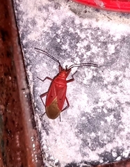 Dysdercus evanescens