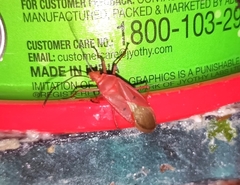 Dysdercus evanescens