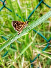 Dardarina dardaris