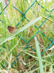 Dardarina dardaris