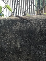 Anolis