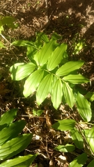 Maianthemum racemosum
