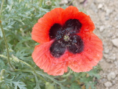 Papaver arenarium