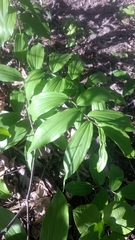 Maianthemum racemosum